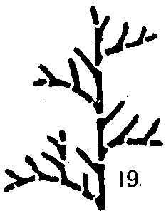 �atallanma - Bifurcation